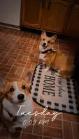 Lucy, a female Pembroke Welsh Corgi for sale in Numidia, PA – Photo 6 of 6
