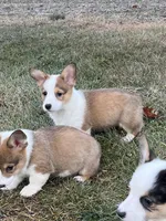Lucy, a female Pembroke Welsh Corgi for sale in Numidia, PA – Photo 2 of 6