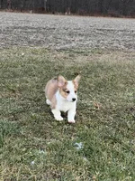 Lucy, a female Pembroke Welsh Corgi for sale in Numidia, PA – Photo 3 of 6