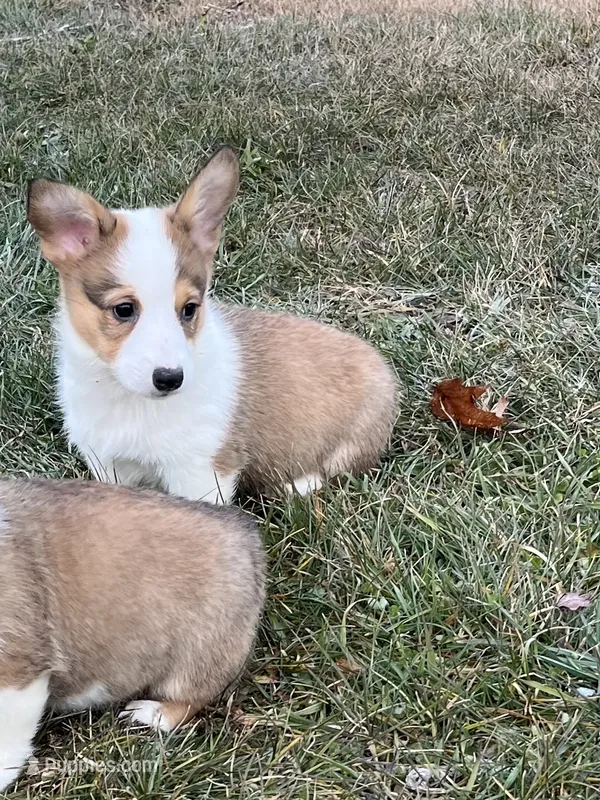 Lucy, a female Pembroke Welsh Corgi for sale in Numidia, PA – Photo 1 of 6