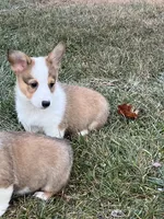Lucy, a female Pembroke Welsh Corgi for sale in Numidia, PA – Photo 1 of 6