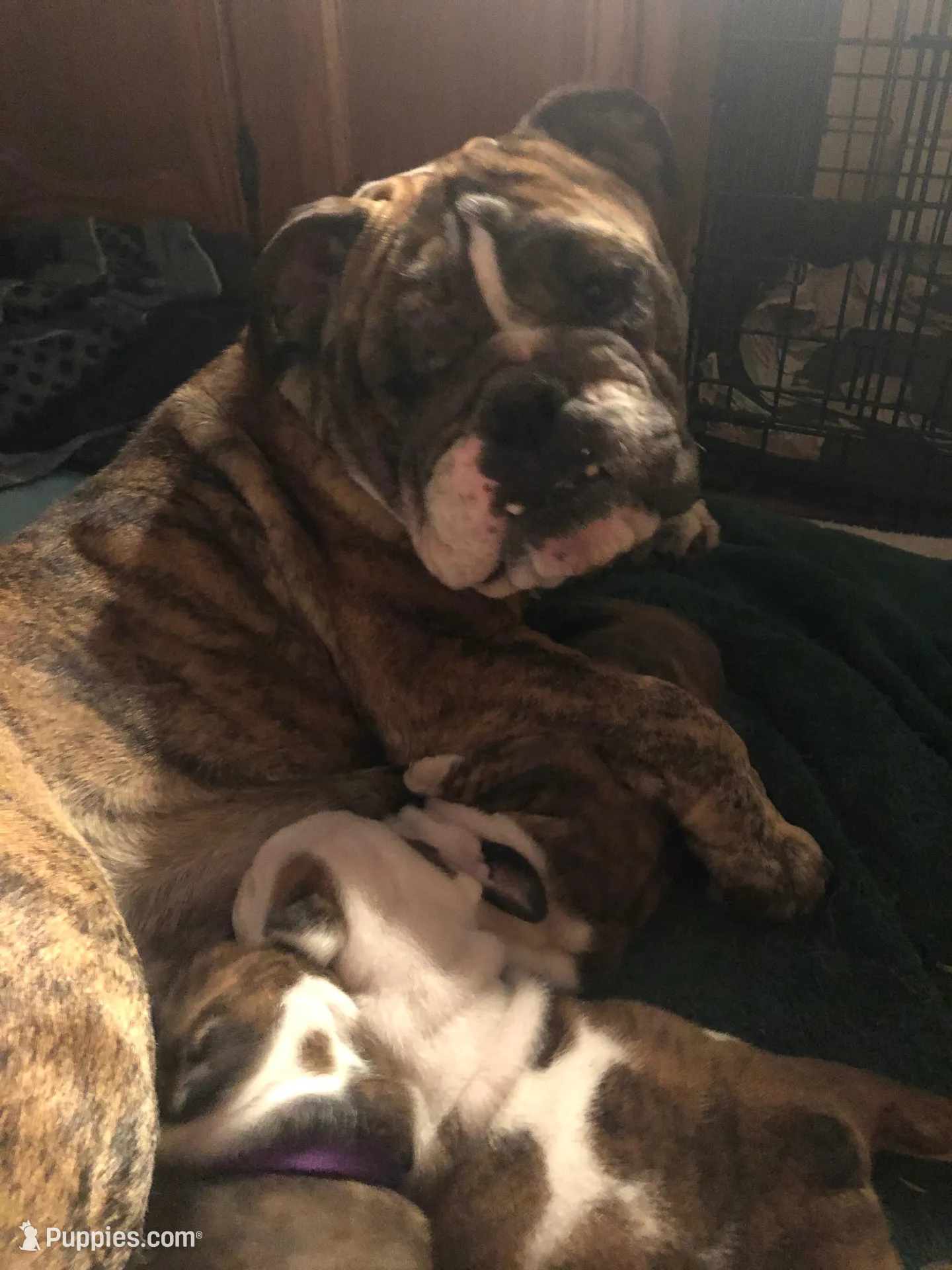 Max, a male English Bulldog for sale in Ijamsville, MD – Photo 4 of 5