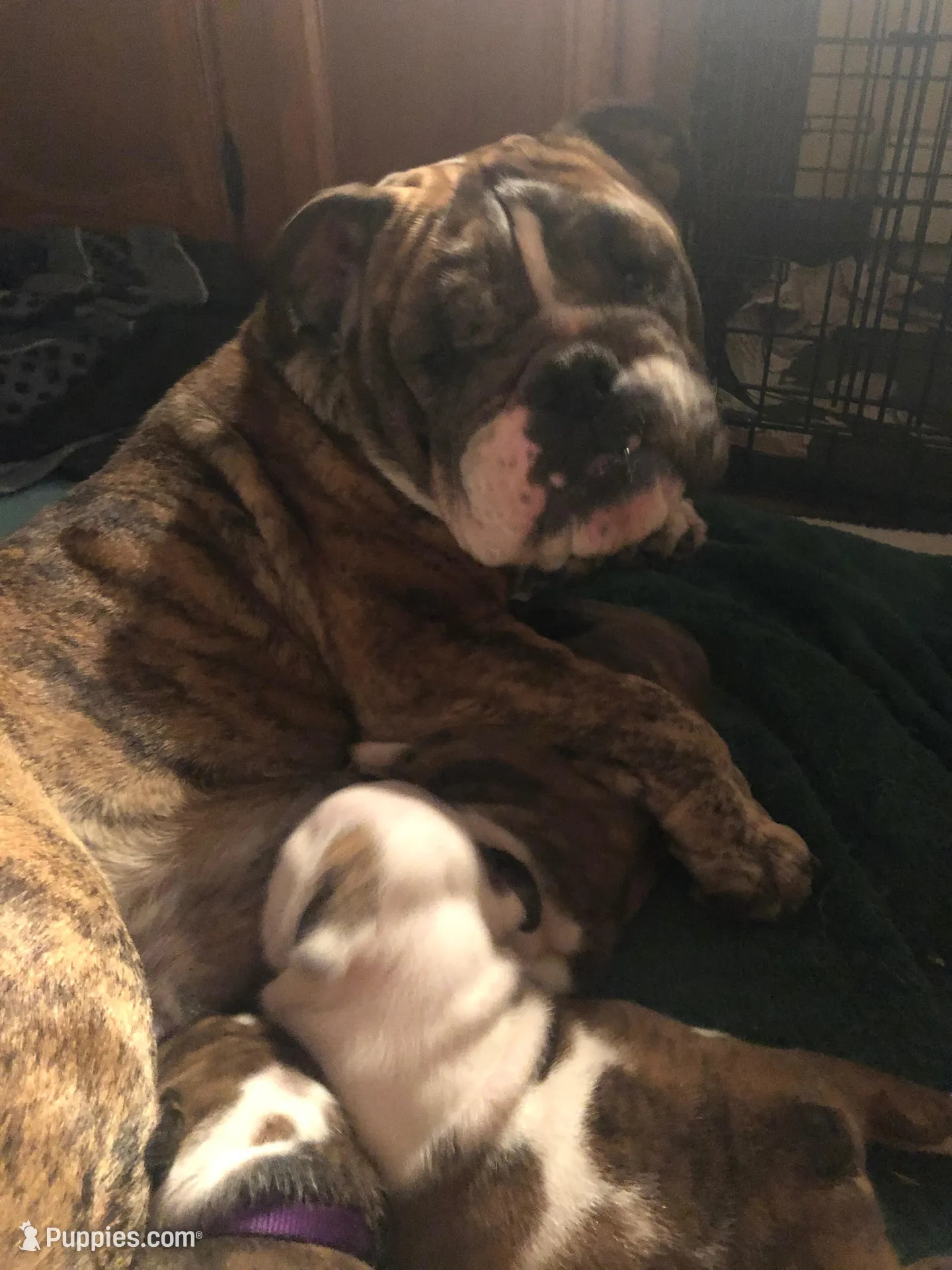 Maverick , a male English Bulldog for sale in Ijamsville, MD – Photo 5 of 6