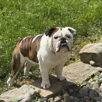 Bear, a male English Bulldog for sale in Numidia, PA – Photo 3 of 4