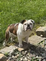 processed/86524b56-e396-4339-be2c-91ef09812c70/listing/d51725a4-4962-4ffd-a348-f2c6b3cde137/1edcd394-c00a-4195-a20d-0f5a64d390ad