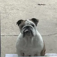 Bear, a male English Bulldog for sale in Numidia, PA – Photo 4 of 4