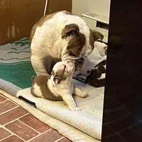 Bear, a male English Bulldog for sale in Numidia, PA – Photo 2 of 4