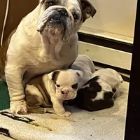 Bear, a male English Bulldog for sale in Numidia, PA – Photo 1 of 4