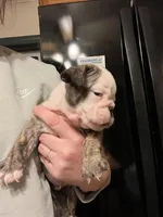 Maverick , a male English Bulldog for sale in Ijamsville, MD – Photo 2 of 6