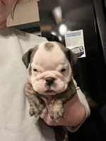 Maverick , a male English Bulldog for sale in Ijamsville, MD – Photo 4 of 6