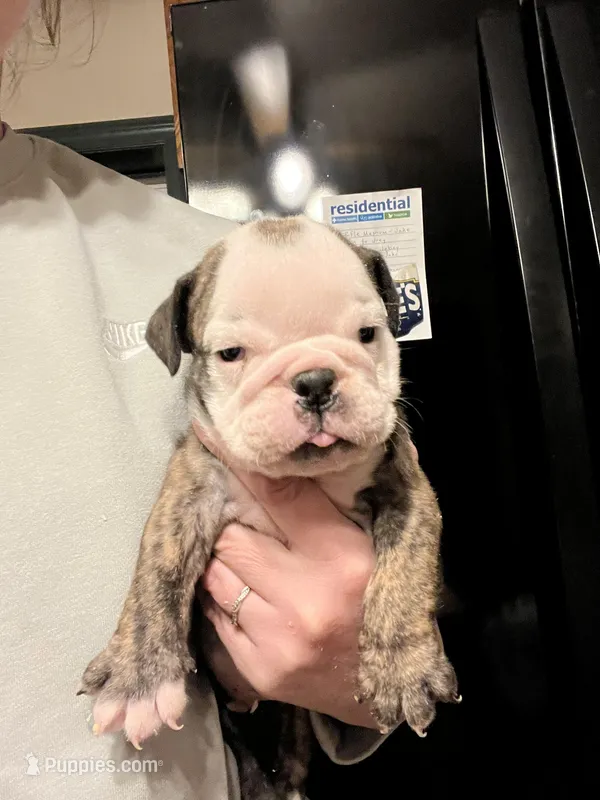 Maverick , a male English Bulldog for sale in Ijamsville, MD – Photo 1 of 6