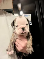 Maverick , a male English Bulldog for sale in Ijamsville, MD – Photo 1 of 6