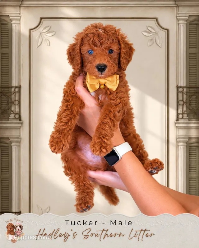 Huck – Miniature Goldendoodle puppy for sale in Norcross, GA