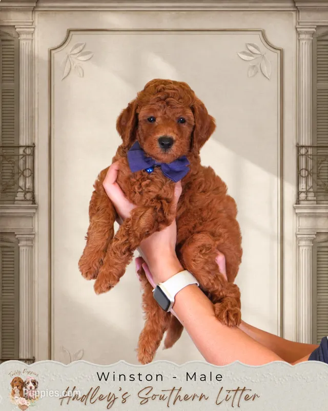 Winston – Miniature Goldendoodle puppy for sale in Norcross, GA