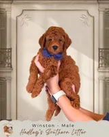 Winston, a male Miniature Goldendoodle for sale in Norcross, GA – 1 of 1