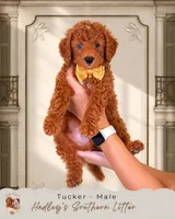 Tucker, a male Miniature Goldendoodle for sale in Norcross, GA – 1 of 1