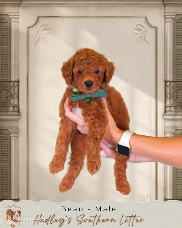 Beau – Miniature Goldendoodle puppy for sale in Norcross, GA