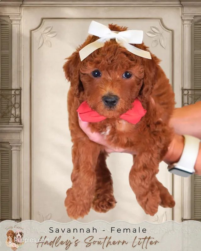 Savannah – Miniature Goldendoodle puppy for sale in Norcross, GA