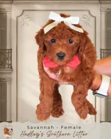 Savannah, a male Miniature Goldendoodle for sale in Norcross, GA – 1 of 1