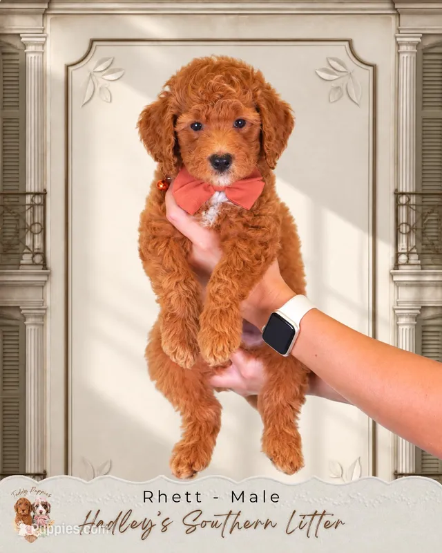 Rhett – Miniature Goldendoodle puppy for sale in Norcross, GA