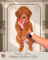 Rhett, a male Miniature Goldendoodle for sale in Norcross, GA – 1 of 1