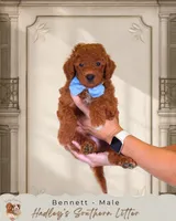 Bennett, a male Miniature Goldendoodle for sale in Norcross, GA – 1 of 1