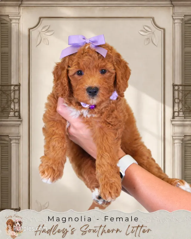 Magnolia – Miniature Goldendoodle puppy for sale in Norcross, GA