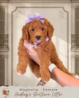 Magnolia, a male Miniature Goldendoodle for sale in Norcross, GA – 1 of 1