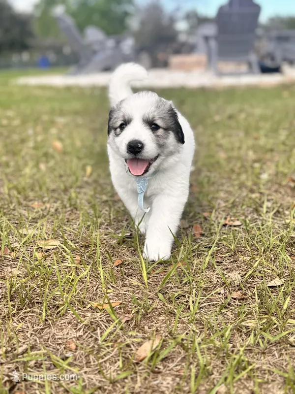 Blake. – Great Pyrenees puppy for sale in Ocala, FL
