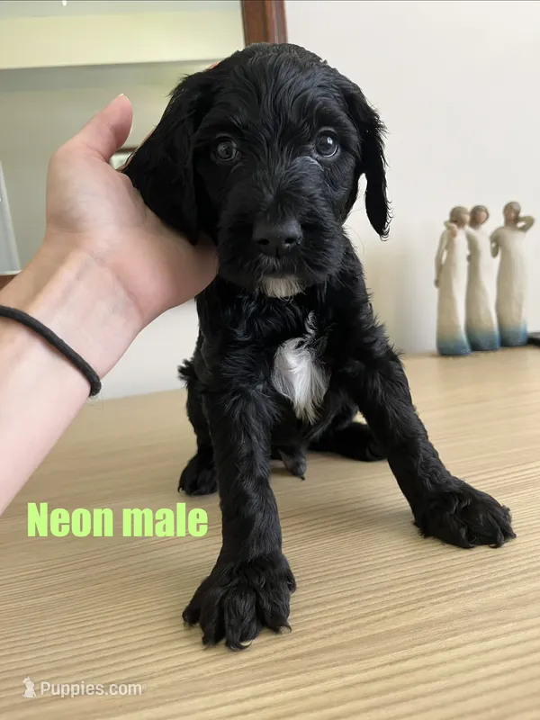 Neon – Goldendoodle puppy for sale in Summerville, SC