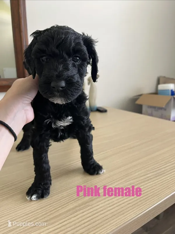 Pink – Goldendoodle puppy for sale in Summerville, SC