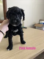 Pink, a female Goldendoodle for sale in Summerville, SC – 1 of 1