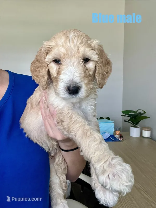 Blue – Goldendoodle puppy for sale in Summerville, SC