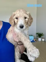 Blue, a male Goldendoodle for sale in Summerville, SC – 1 of 1