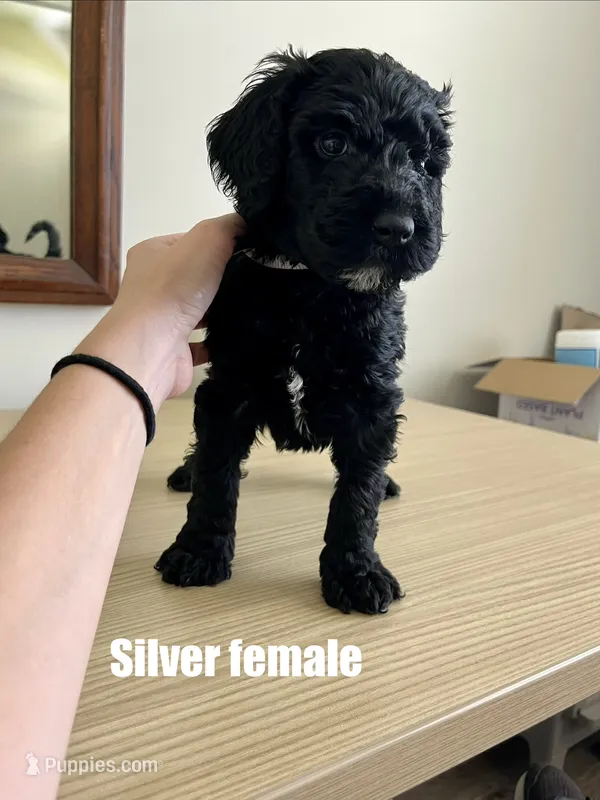 Silver – Goldendoodle puppy for sale in Summerville, SC