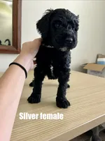 Silver, a female Goldendoodle for sale in Summerville, SC – 1 of 1