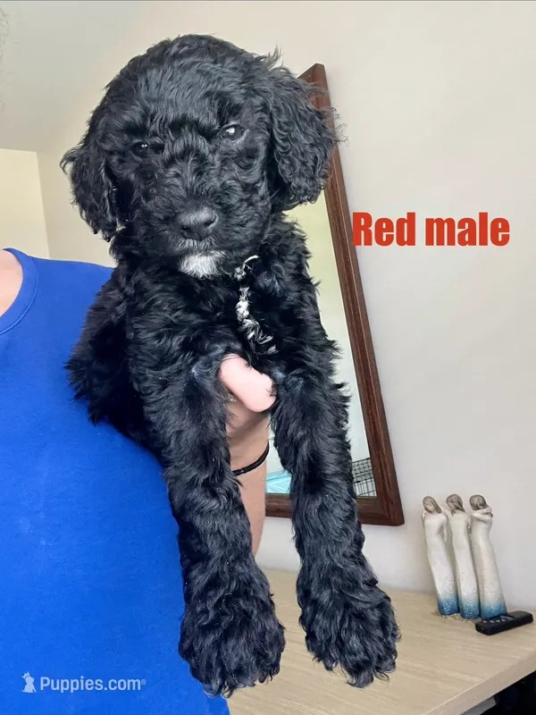 Red – Goldendoodle puppy for sale in Summerville, SC