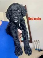 Red, a male Goldendoodle for sale in Summerville, SC – 1 of 1