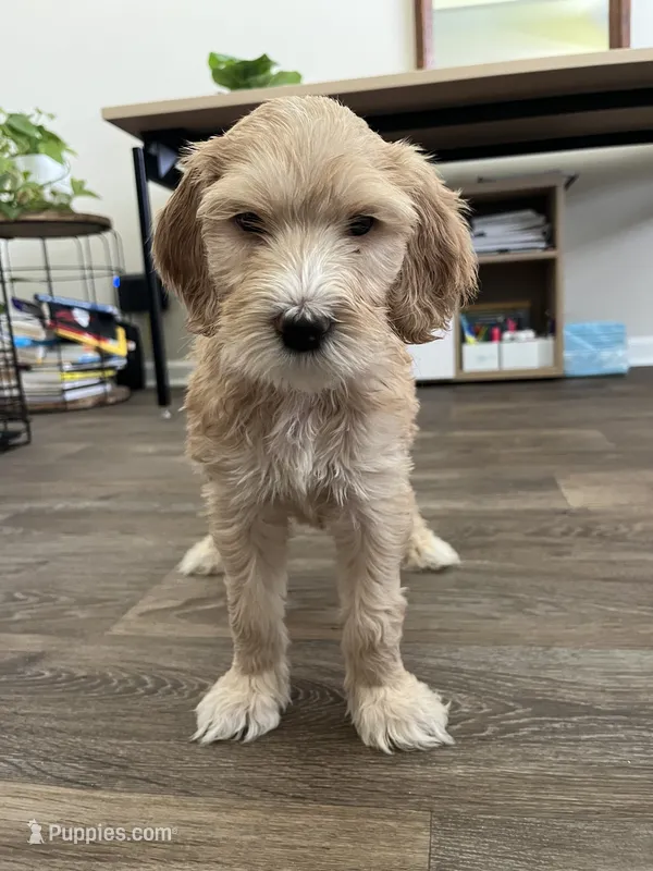 Orange – Goldendoodle puppy for sale in Summerville, SC
