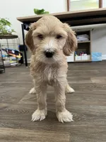 Orange, a male Goldendoodle for sale in Summerville, SC – 1 of 1