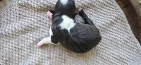 Oreo, a female Boston Terrier for sale in Bradenton, FL – 4 of 7