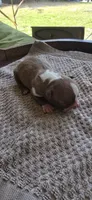 Peanut, a female Boston Terrier for sale in Bradenton, FL – 5 of 8