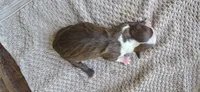 Chip, a female Boston Terrier for sale in Bradenton, FL – 10 of 10