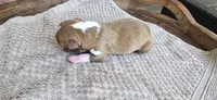 Peanut, a female Boston Terrier for sale in Bradenton, FL – 4 of 8