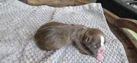 Cocoa, a female Boston Terrier for sale in Bradenton, FL – 8 of 8