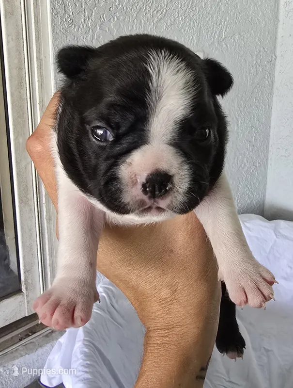 Oreo – Boston Terrier puppy for sale in Bradenton, FL