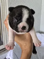 Oreo, a female Boston Terrier for sale in Bradenton, FL – 1 of 7