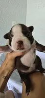 Chip, a female Boston Terrier for sale in Bradenton, FL – 1 of 10