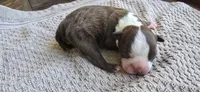 Chip, a female Boston Terrier for sale in Bradenton, FL – 5 of 10