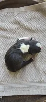 Oreo, a female Boston Terrier for sale in Bradenton, FL – 2 of 7